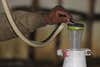 A common krait is milked by Irula tribal member K. Muthu at the Irula Co-op. From venom like this, companies in India produce 8 million vials of antivenin a year, most of it derived from the Irula Co-op venom.