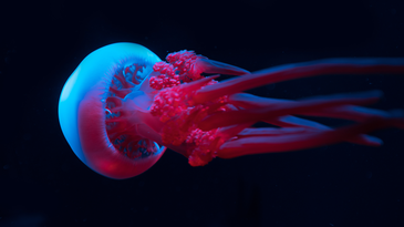 Even without brains, jellyfish learn from their mistakes